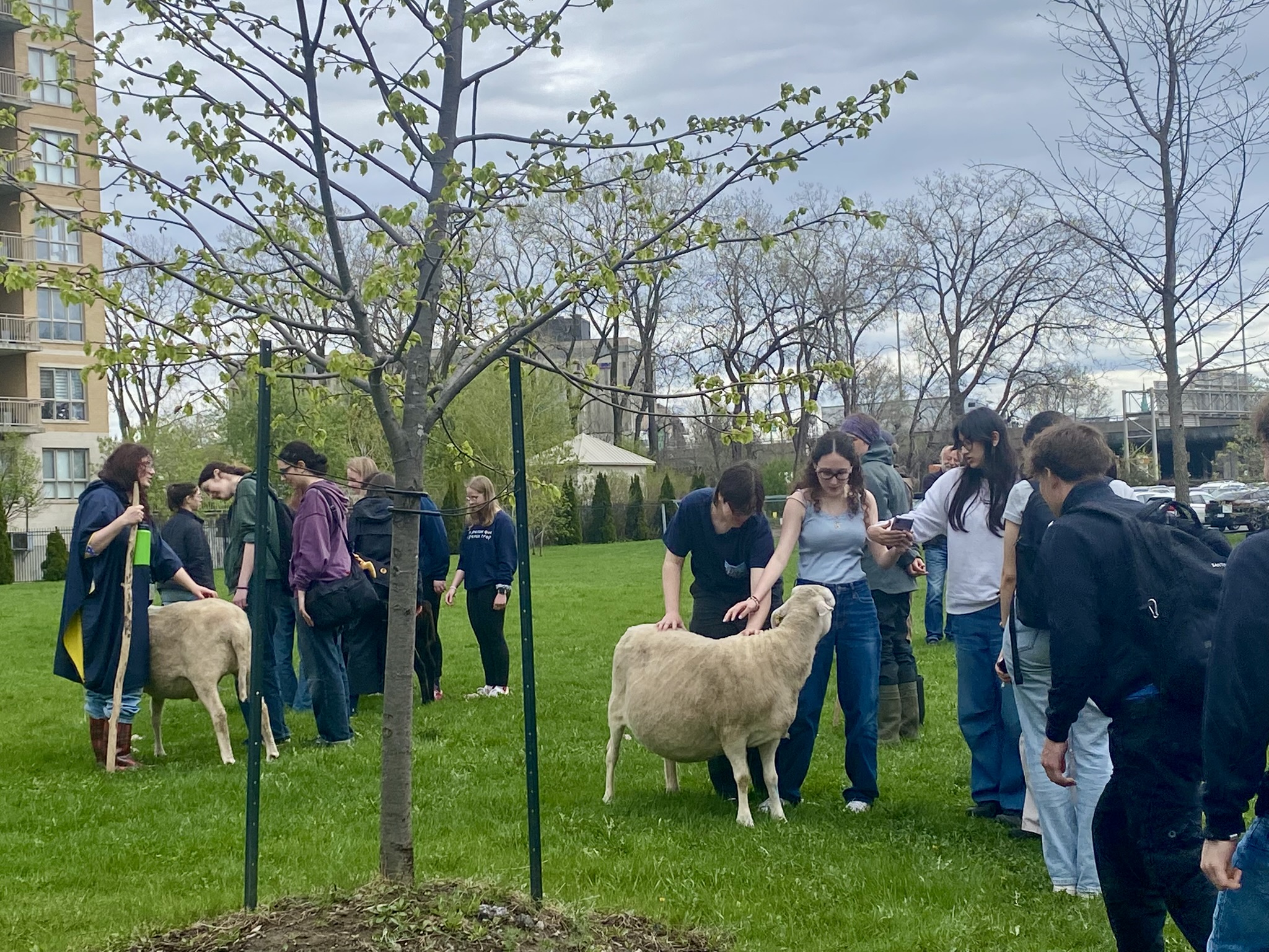 Biquette Écopâturage au Collège André-Grasset pour la Semaine de la santé mentale